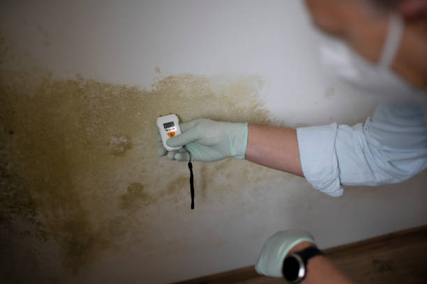 Best Toxic Mold Removal  in Bellevue, OH