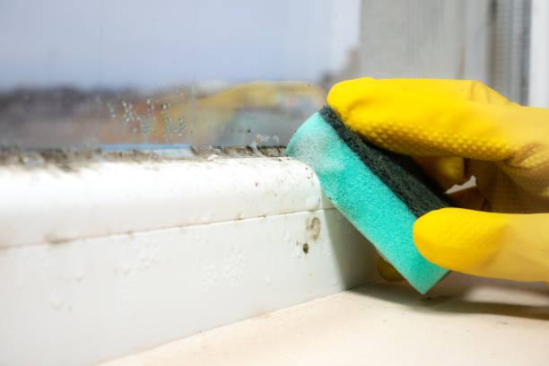 Best Office Mold Removal Services  in Bellevue, OH