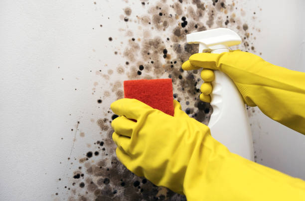 Best Commercial Mold Removal  in Bellevue, OH