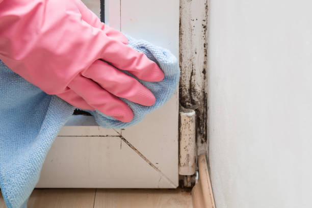 Best Mold Cleaning Services  in Bellevue, OH